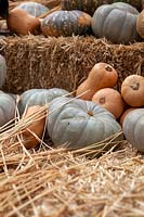 A collection of different types of pumpkins, Cucurbita pepo, including Queensland Blue, Butternut,  Japanese and one Rockmelon, displayed on hay bales.