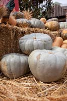A collection of different types of pumpkins, Cucurbita pepo, including Queensland Blue, Butternut, Japanese and one Rockmelon, displayed on hay bales.