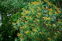 Buddleja globosa AGM. Orange ball tree.