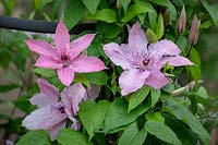 Clematis 'Hagley Hybrid'