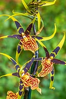 Brascidostele Gilded Tower 'Mystik Maze' spider orchid