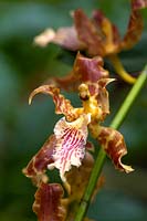 Oncidium gayii dancing lady orchid.