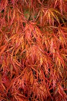 Acer palmatum 'Dissectum' - Dissectum Group - Cut-leaved Japanese maple