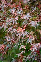 Acer palmatum 'Shirazz' - Japanese maple