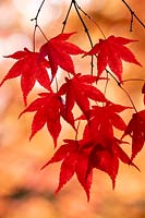 Acer palmatum 'Fireglow' syn. Acer palmatum 'Effegi'- Japanese maple.