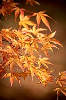 Acer palmatum 'Katsura' AGM - Japanese maple.