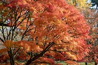 Acer palmatum 'Seiryu' AGM - Japanese maple.