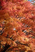 Acer palmatum 'Seiryu' AGM - Japanese maple.