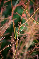 Acer palmatum 'Winter Flame' - Japanese maple.