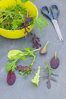 Mixture of salad leaves on grey surface next to bowl and scissors