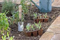 Cornflower seedlings in biodegrable pots placed in border ready for planting out