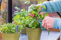 Woman cutting Coriander using scissors from pot with fully grown herb, other pots of seedlings in the background6