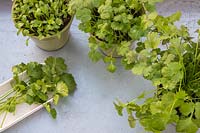 Three pots with Coriander of various stages from seedlings to fully grown