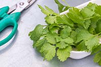 Cut leaves of Coriander