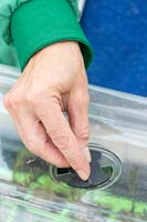 Woman opening vent in plastic lid of propagator.