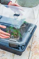Woman adding lid to tray of cuttings placed in propagator