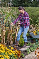 Woman using long-handled garden fork to dig up Sweetcorn stalks