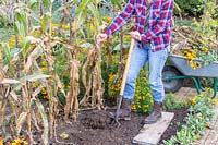 Woman using long-handled garden fork to dig up Sweetcorn stalks 