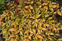 Nandina domestica 'Firepower'