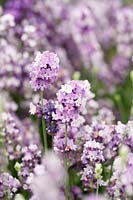 Lavandula angustifolia 'Melissa Lilac' - English Lavender