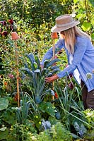 Woman harvesting kale from mixed vegetable bed