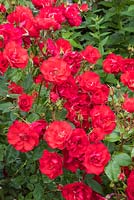 Rosa Peter Beales syn. 'Cleexpert' - Rose