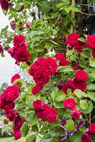 Rosa 'Chevy Chase' -  multiflora rambler