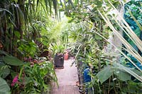 Path in small urban garden full of exotics. Planting: Trachycarpus fortune, Dicksonia Antarctica, Phyllostachys, Paulownia tomentosa, Cordyline and Alpinia