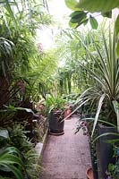 Path in small urban garden full of exotics. Bryn Teg, Powys, Wales. Trachycarpus fortunei Dicksonia antarctica Phyllostachys Cordyline Monstera deliciosa