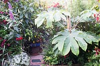 Path in small urban garden full of exotics. Planting includes: Tetrapanax papyrifer 'Rex', Brunnera 'Jack Frost' and Buddleja 