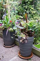 Corner of small urban garden full of exotics including mixed foliage container schemes
