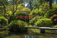 Japanese-style garden with stone and wooden bridges over water with Acer palmatum - Japanese Maple 