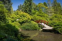 Japanese-style garden with red moon bridge over water, plants include: Acer palmatum, Viburnum, Rhododendron and Taxus cuspidata 