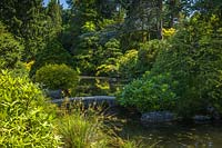 Low bridge over pond in traditional Japanese-style garden, framed by Rhododendron foliage