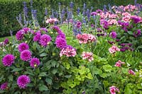 Dahlia cv., Pelargonium x hortorum cv., Salvia cv. - Dahlias, Geraniums, annual Salvia in border with hedge background.