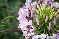 Cleome hassleriana - flower and  bud detail