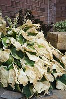 Hosta with leaves badly dried by drought and sun-stress