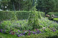 Thunbergia 'Arizona Pink Beauty' on tuteur with 'Fairy Queen'  and  Salvia 'Amistad' in beds