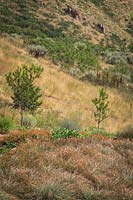 View over hillside with Schizachyrium scoparium 'Standing Ovation', Zauschneria 'Wayne's Select' and Chilopsis linearis 