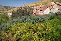 Dry rocky hillside with Dasiphora fruticose, Buddleja davidii var. nanhoensis 'Mongo', Rosa woodsii - Wood's Rose