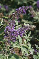 Buddleja davidii var. nanhoensis 'Mongo' - 'Petite Indigo' Butterfly Bush blossoms  and  foliage 