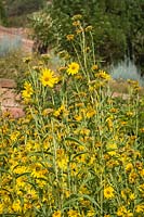 Helianthus maximiliani 'Dakota Sunshine' - Sunflower