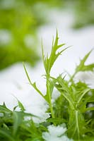 Brassica juncea - Mizuna  - surviving even when covered with snow
