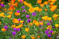 Verbena rigida with Eschscholzia californica 'Orange King' - California Poppy 