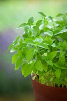 Lemon Basil growing in a pot. Ocimum basilicum.