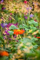 Tithonia rotundifolia growing amongst Stipa gigantea