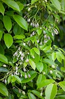 Holboellia coriacea - Sausage Vine