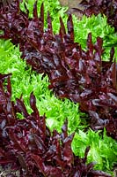 Lactuca sativa - Lettuce - 'Reine de Glace' and 'Solix' 