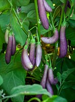 Aubergine 'Slim Jim'. Egg Plant.