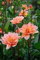 Dahlia 'Mister Frans'.